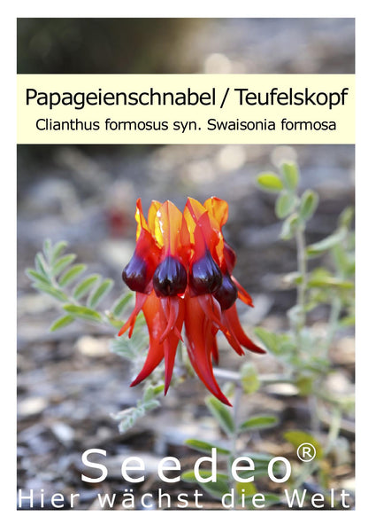 Seedeo® Papageienschnabel/Teufelskopf (Clianthus formosus syn. Swaisonia formosa) 30 Samen