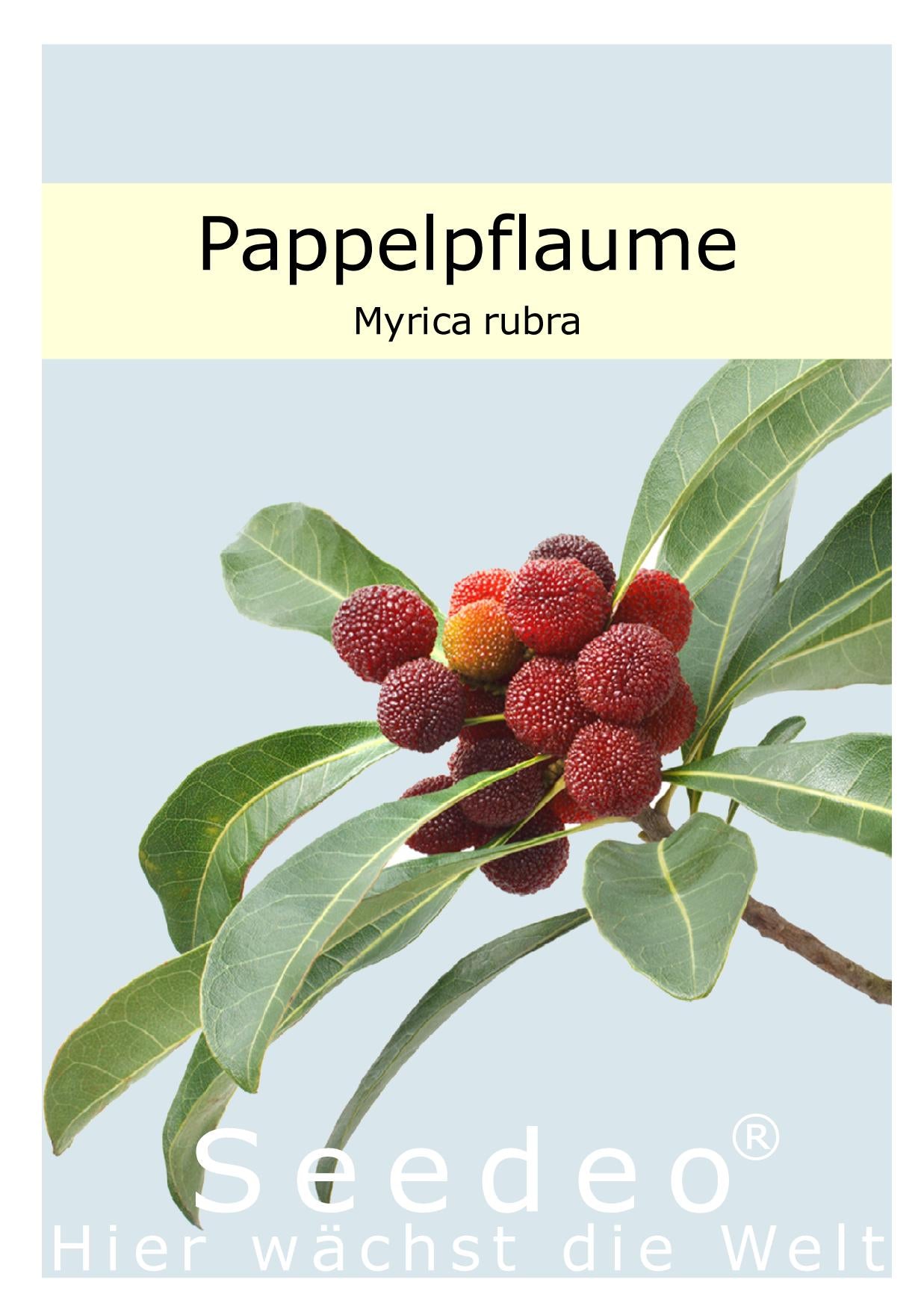 Seedeo® Pappelpflaume (Myrica rubra) 10 Samen