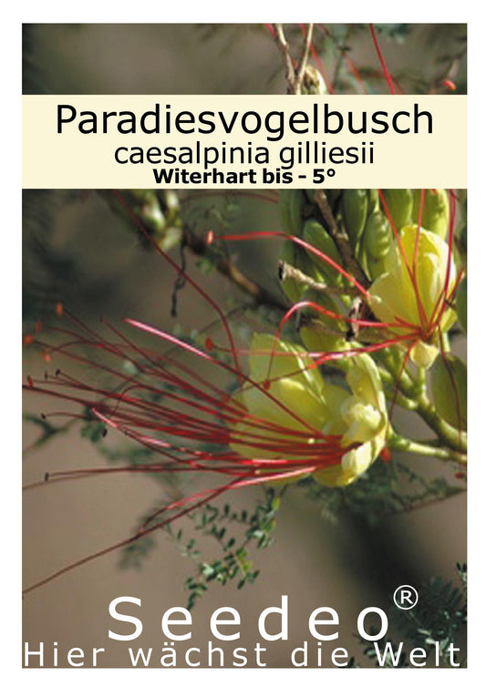 Seedeo® Paradiesvogelbusch (caesalpinia gilliesii) 10 Samen
