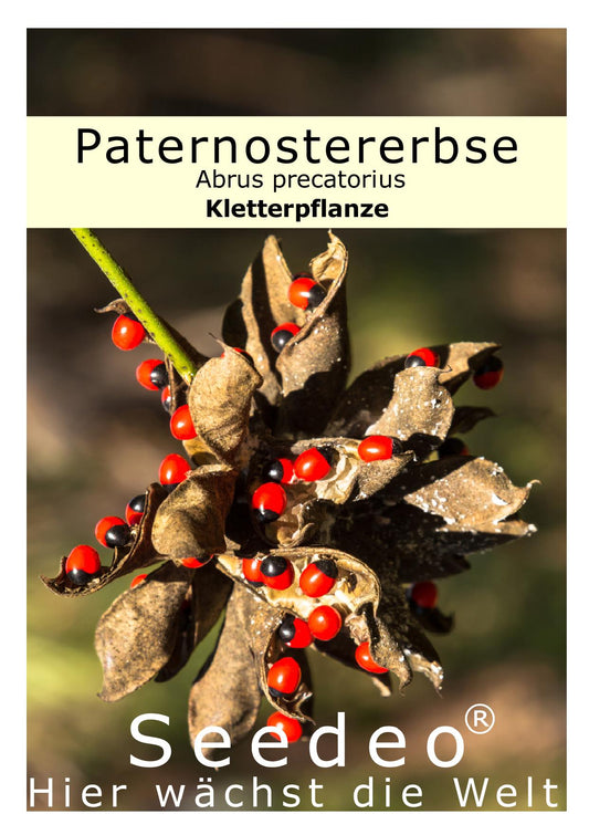 Seedeo® Paternostererbse (Abrus precatorius) 20 Samen
