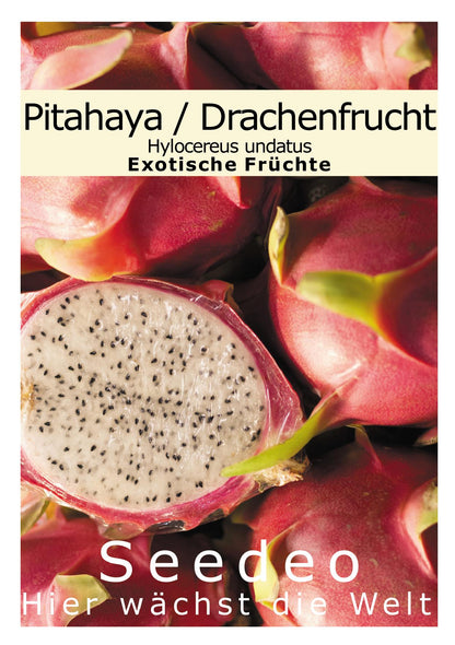 Seedeo® Pitahaya/Drachenfrucht Hylocereus undatus 20 Samen