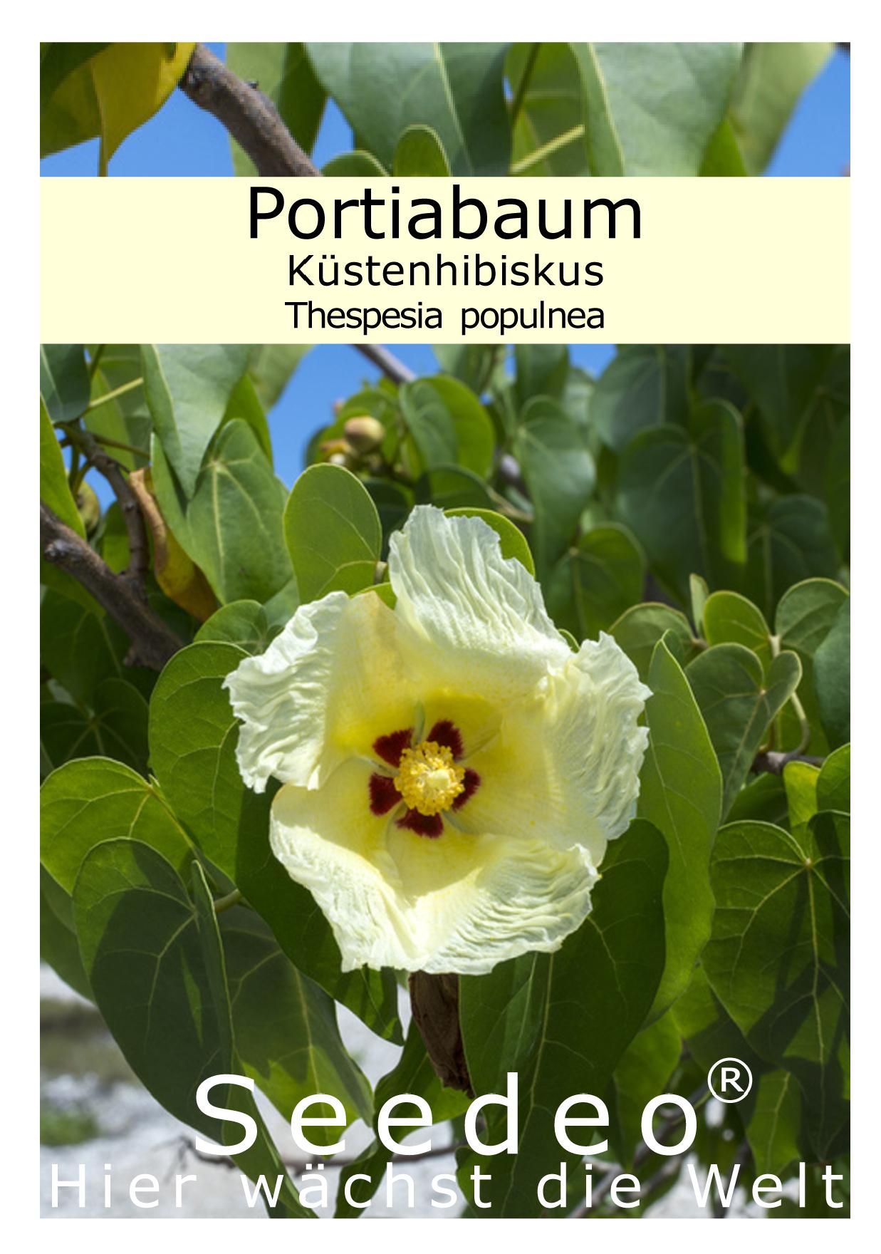 Seedeo® Portiabaum (Thespesia populnea) 20 Samen