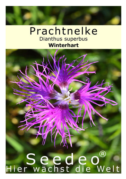 Seedeo® Pracht-Nelke (Dianthus superbus) 100 Samen
