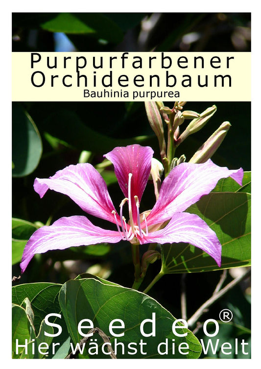 Seedeo® Purpurfarbener Orchideen - Baum (Bauhinia purpurea) 10 Samen
