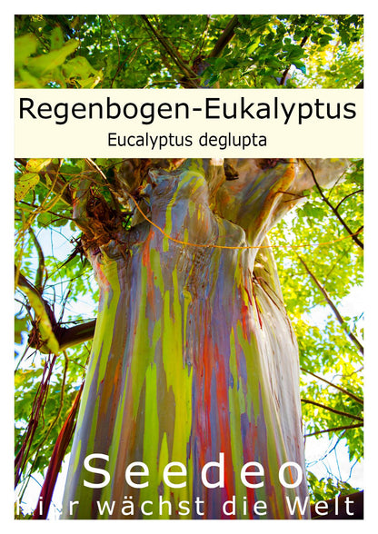 Seedeo® Regenbogen-Eukalyptus (Eucalyptus deglupta) 200 Samen