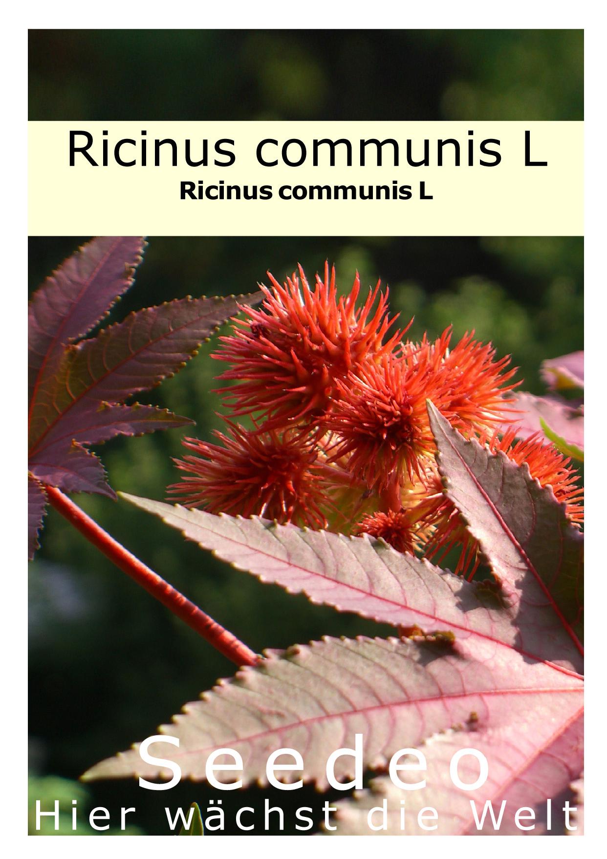 Seedeo® Ricinus (Ricinus communis) 15 Samen