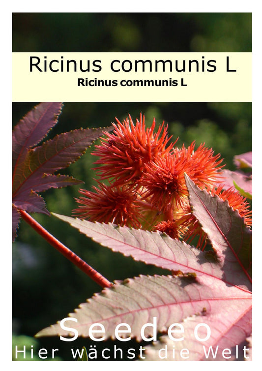 Seedeo® Ricinus (Ricinus communis) 15 Samen