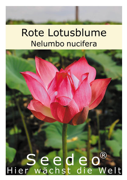 Seedeo® Rote Indische Lotusblume (Nelumbo nucifera) 7 Samen