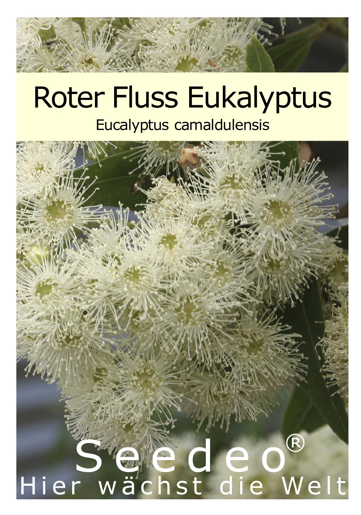 Seedeo® Roter Fluss Eukalyptus (Eucalyptus camaldulensis) 200 Samen