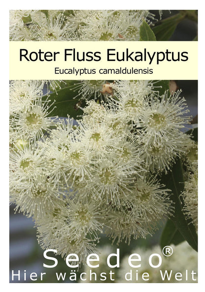 Seedeo® Roter Fluss Eukalyptus (Eucalyptus camaldulensis) 200 Samen