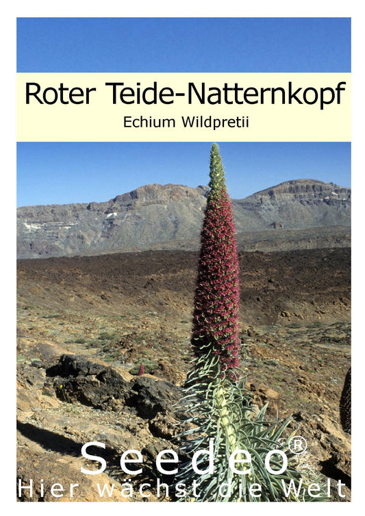 Seedeo® Roter Teide-Natternkopf ( Echium wildpretii ) 10 Samen