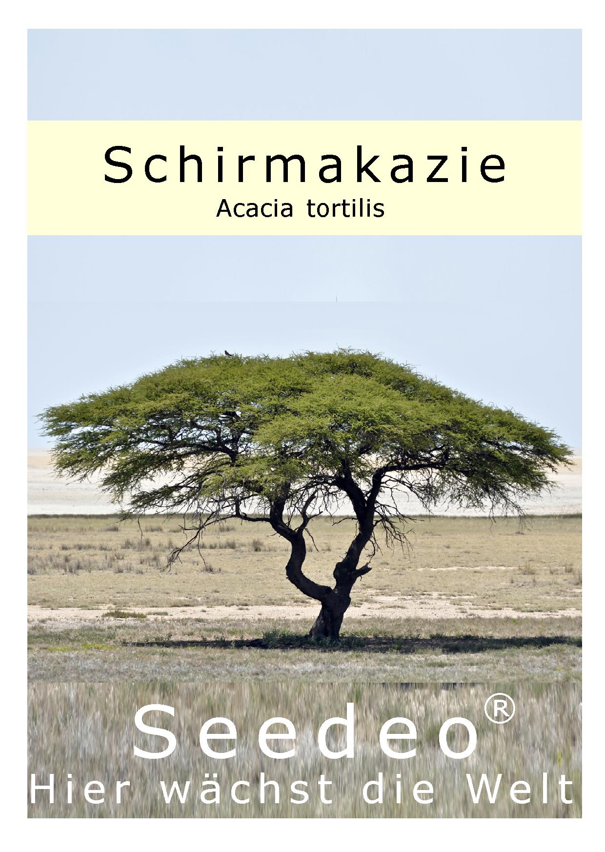 Seedeo® Schirmakazie (Acacia tortilis) 20 Samen