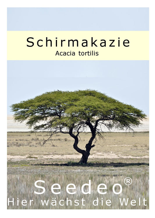 Seedeo® Schirmakazie (Acacia tortilis) 20 Samen