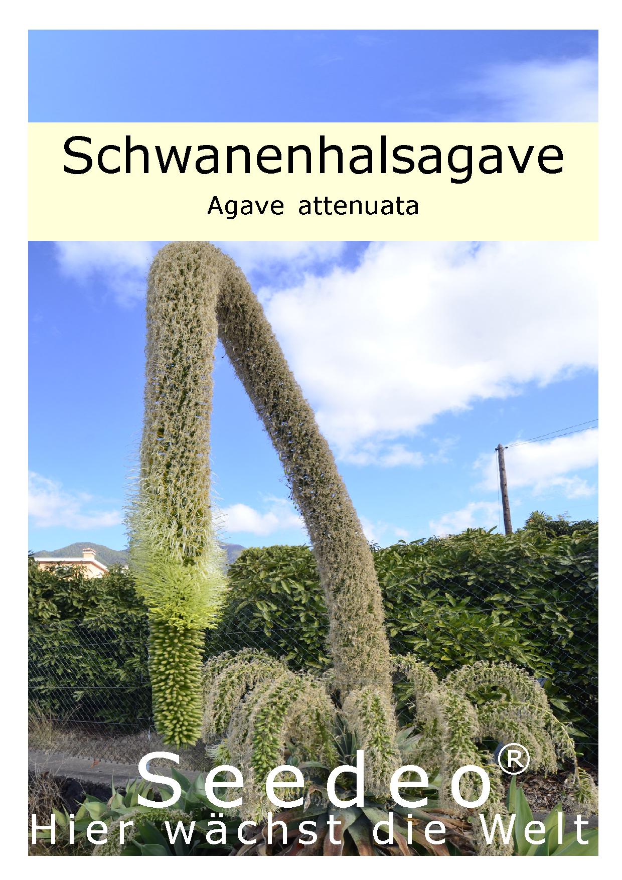 Seedeo® Schwanenhalsagave (Agave attenuata) 25 Samen