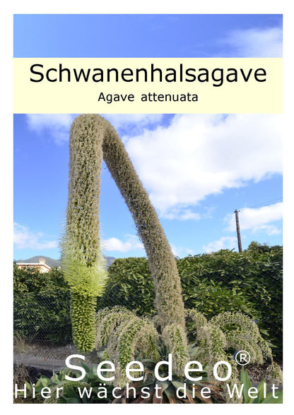 Seedeo® Schwanenhalsagave (Agave attenuata) 25 Samen