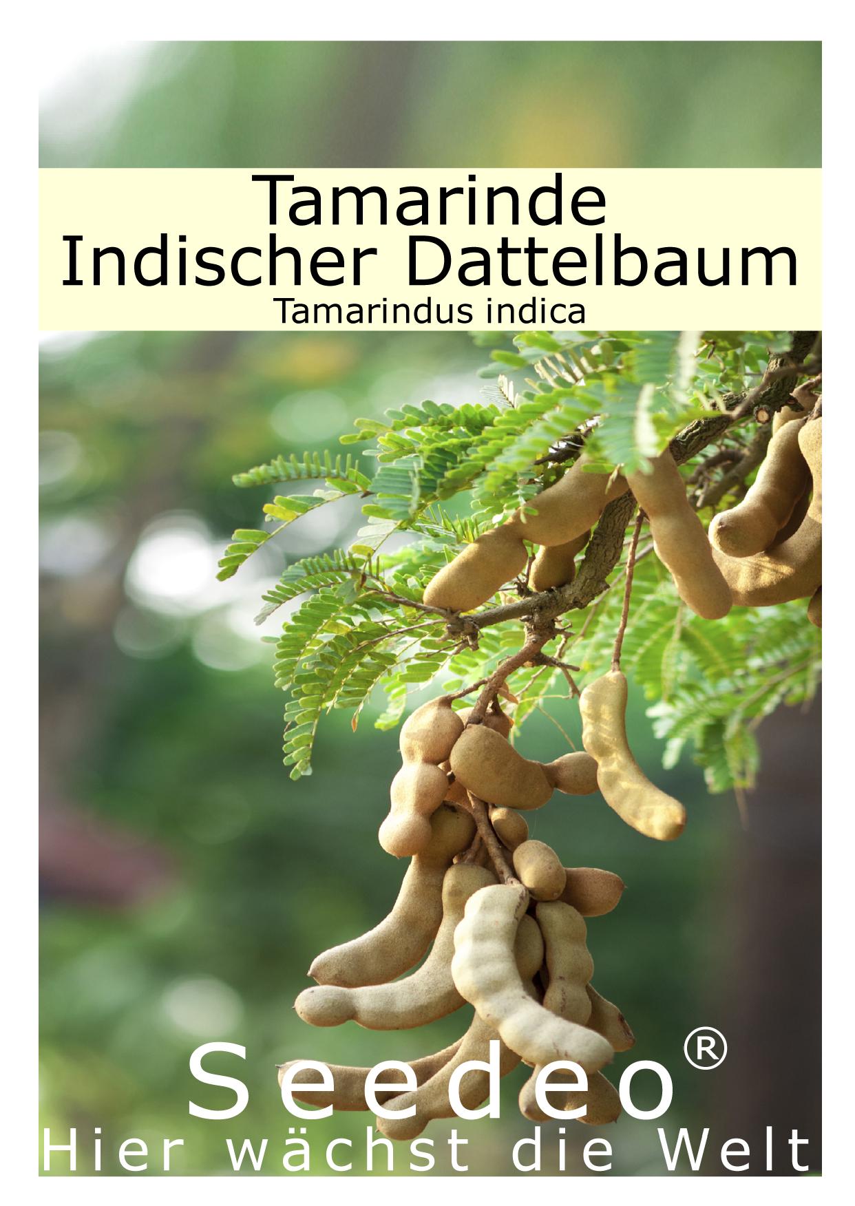 Seedeo® Tamarinde (Tamarindus indica) 6 Samen