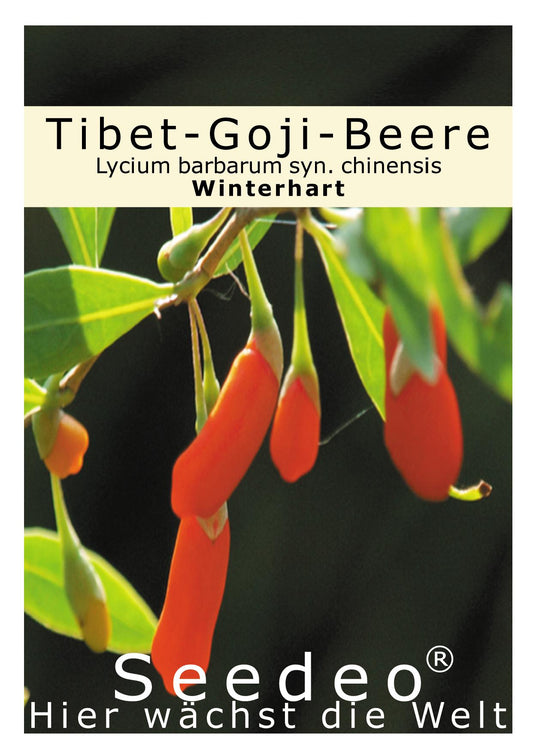Seedeo® Goji-Beere (Lycium barbarum syn. chinensis) 50 Samen