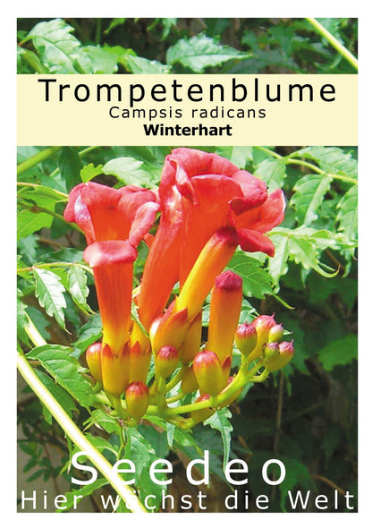Seedeo® Trompetenblume (Campsis radicans) 50 Samen