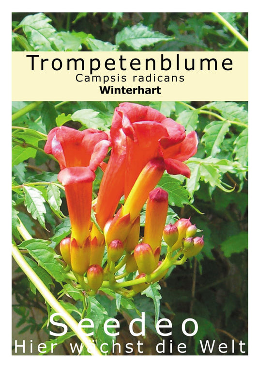 Seedeo® Trompetenblume (Campsis radicans) 50 Samen