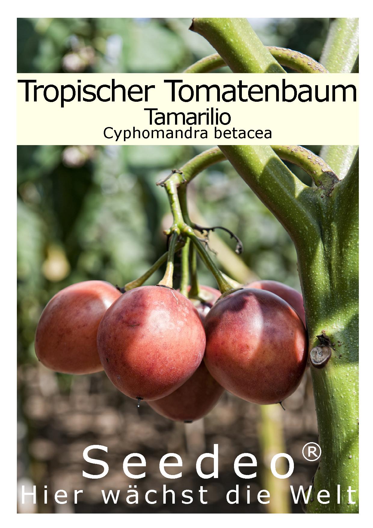 Seedeo® Tropischer Tomatenbaum / Tamarillo 40 Samen