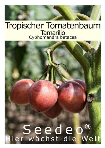 Seedeo® Tropischer Tomatenbaum / Tamarillo 40 Samen