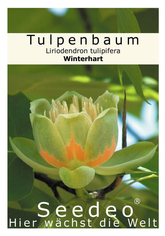 Seedeo® Tulpenbaum Liriodendron tulipifera 30 Samen