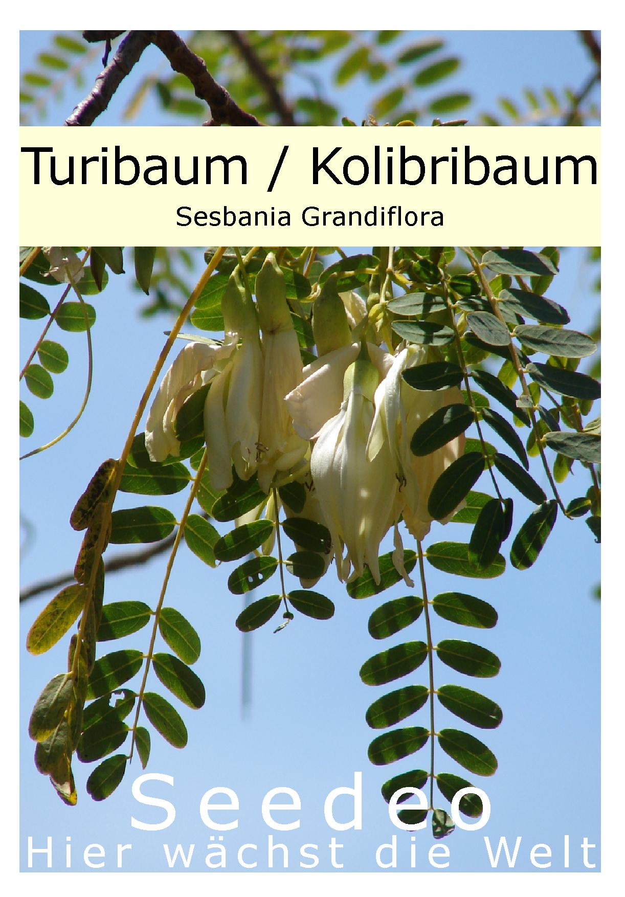 Seedeo® Turibaum/Kolibribaum Sesbania Grandiflora 30 Samen