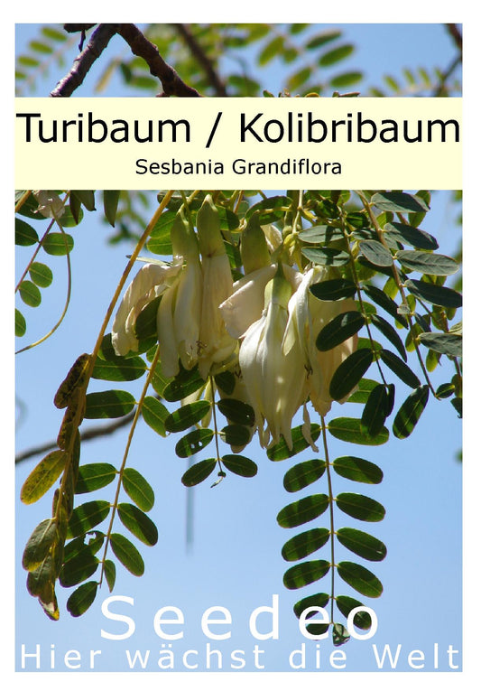 Seedeo® Turibaum/Kolibribaum Sesbania Grandiflora 30 Samen