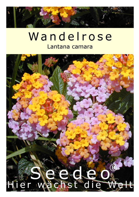 Seedeo® Wandelrose (Lantana Camara) 35 Samen