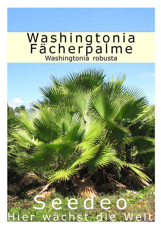 Seedeo® Washingtonia-Fächerpalme (Washingtonia robusta) 12 Samen