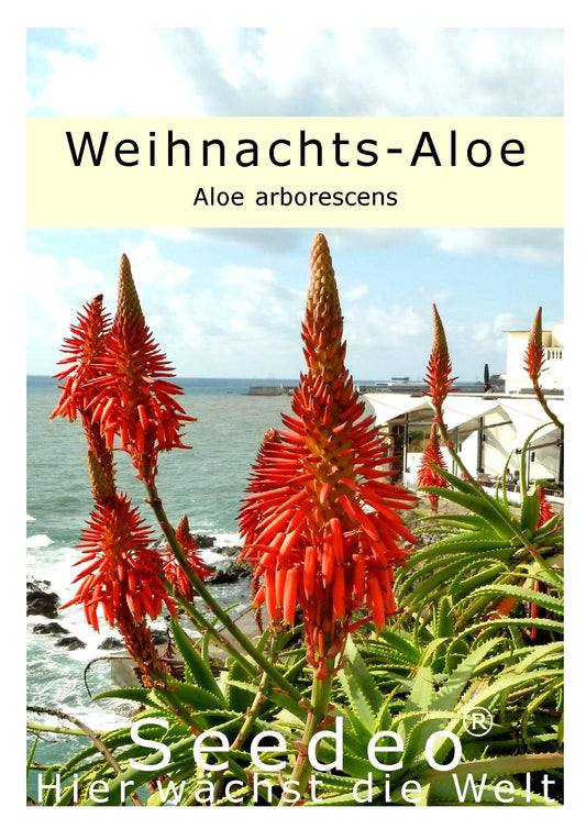 Seedeo® Weihnachts-Aloe (Aloe arborescens) 10 Samen