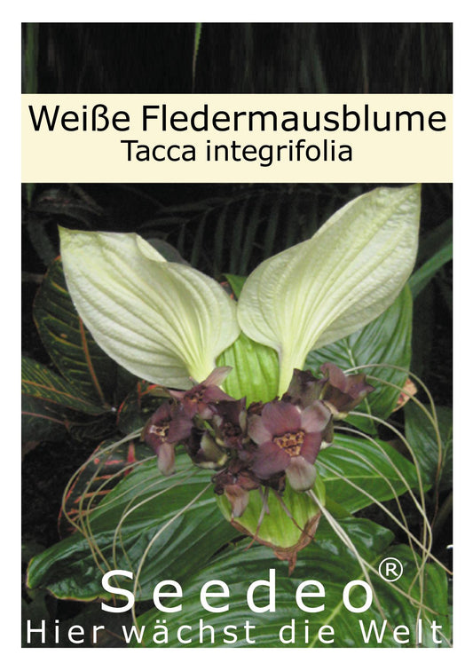 Seedeo® Weiße Fledermausblume (Tacca integrifolia) 15 Samen