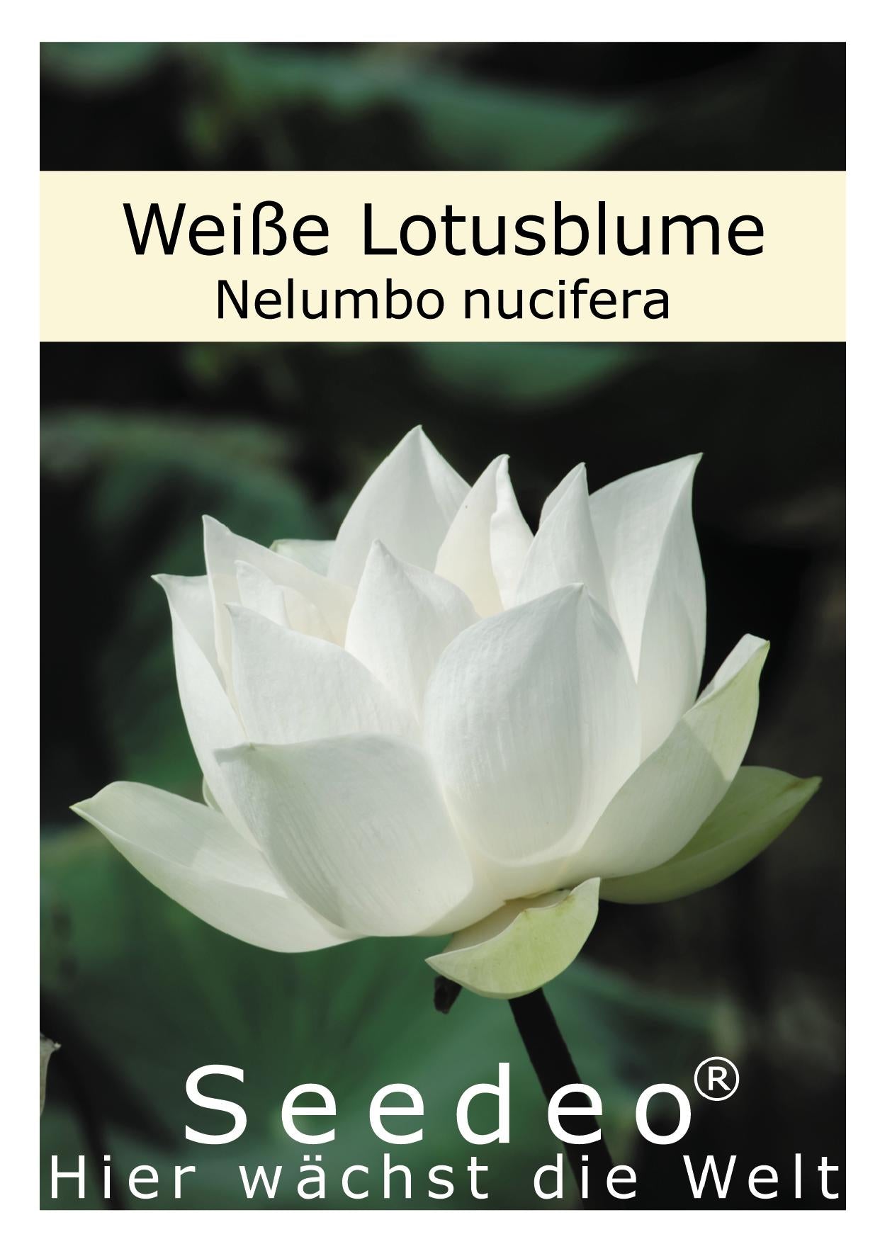 Seedeo® Weiße Indische Lotusblume (Nelumbo nucifera) 7 Samen