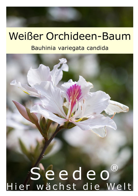 Seedeo® Weißer Orchideen-Baum (Bauhinia variegata candida) 10 Samen