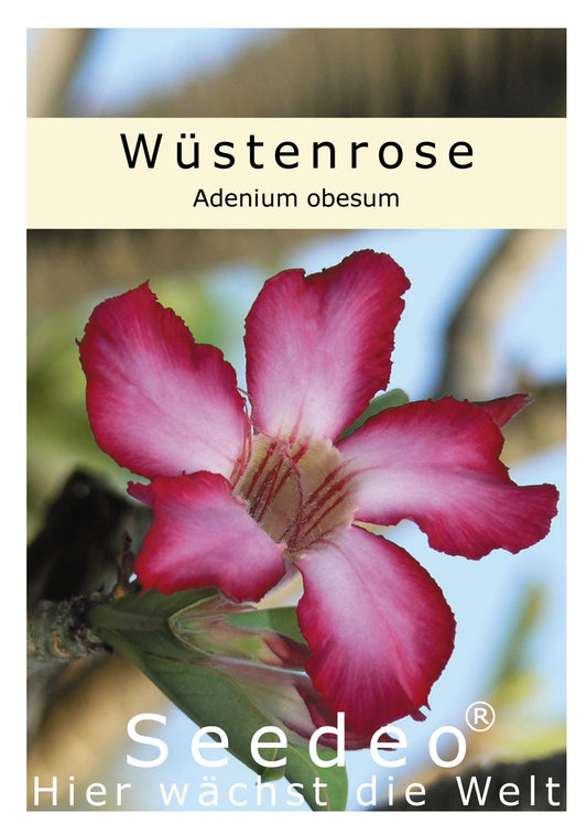 Seedeo® Wüstenrose (Adenium obesum) 8 Samen