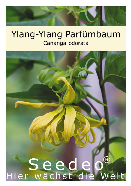 Seedeo® Ylang-Ylang Parfümbaum (Cananga odorata) 20 Samen