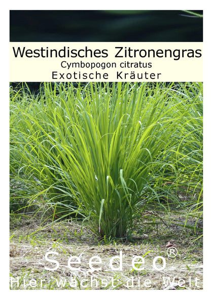 Seedeo® Westindisches Zitronengras Cymbopogon citratus 200 Samen