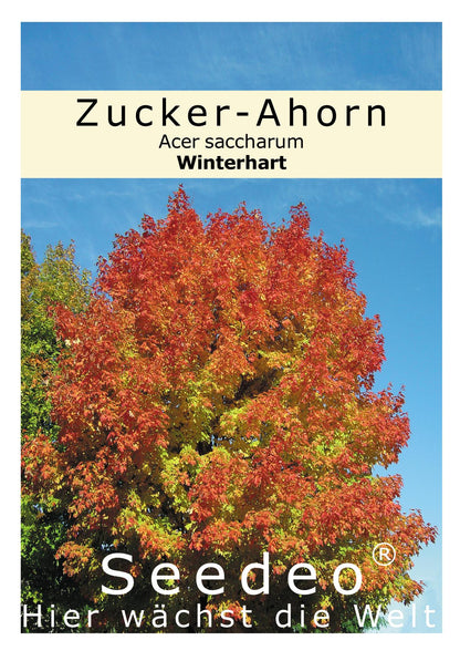 Seedeo® Zucker-Ahorn   (Acer saccharum)  20 Samen