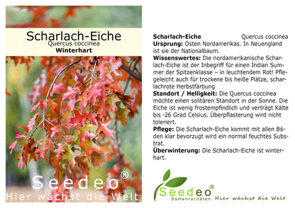 Seedeo® Scharlach-Eiche (Quercus coccinea) Pflanze ca. 50 cm - 80 cm hoch