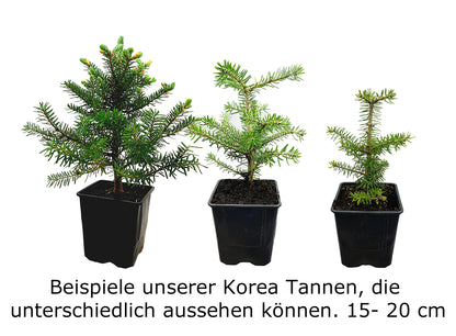 Seedeo® Korea Tanne (Abies koreana) Pflanze ca. 20 cm – Ansicht 4