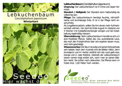 Seedeo® Lebkuchenbaum (Cercidiphyllum japonicum) Pflanze ca. 50 cm