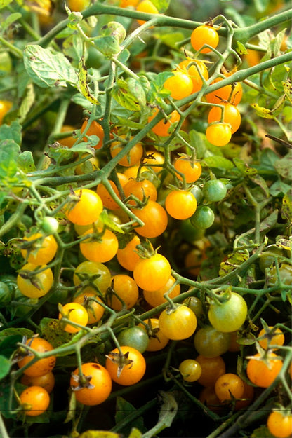 Seedeo® Tomate Gelbe Johannisbeere  (Lycopersicum esculentum Mill.) 30 Samen BIO