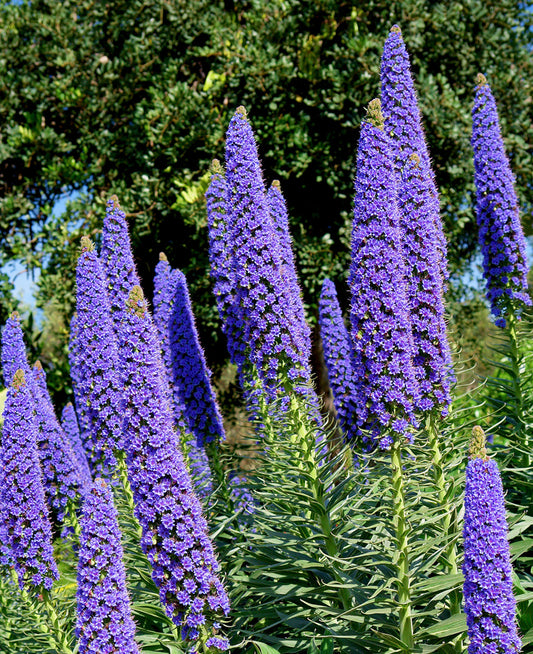 Seedeo® Blauer Natternkopf Stolz von Madeira (Echium fastuosum syn. candicans) 50 Samen