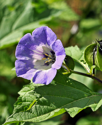 Seedeo® Blaue Lampionblume (Nicandra physaloides) 100 Samen