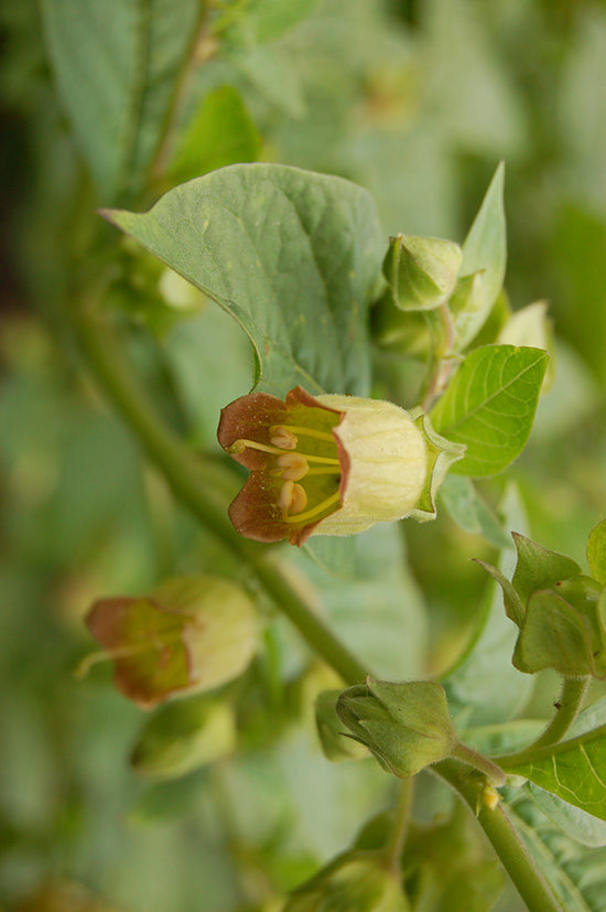 Seedeo® Tollkirsche (Atropa belladonna) 50 Samen