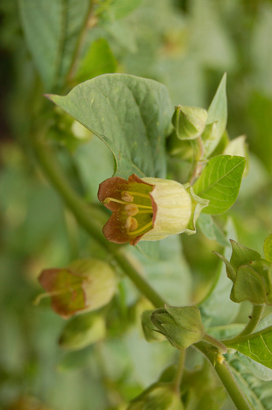 Seedeo® Tollkirsche (Atropa belladonna) 50 Samen