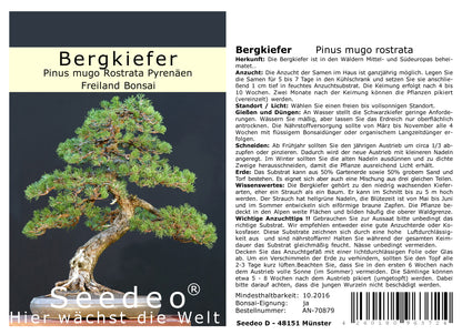 Seedeo® Bergkiefer ( Pinus mugo Rostrata Pyrenäen) Bonsai 25 Samen