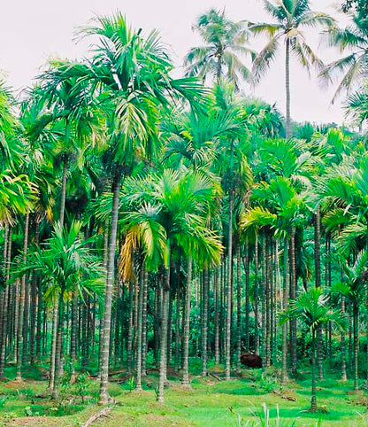 Seedeo® Betelnußpalme (Areca Catechu) 3 Samen