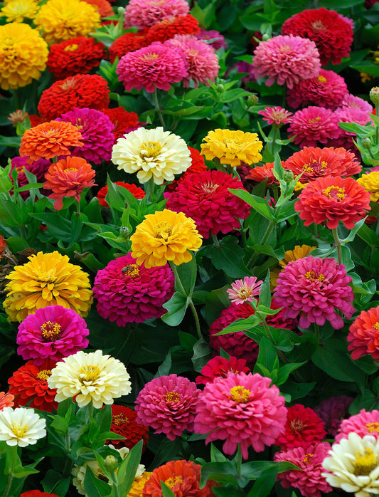 Seedeo® Zinnien Mischung Mix Cut & Come Again ca. 150 Samen