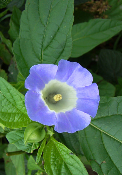 Seedeo® Blaue Lampionblume (Nicandra physaloides) 100 Samen